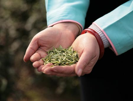 都匀毛尖十大茶仙子