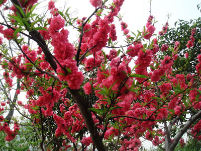 北京最美丽的樱花雨 